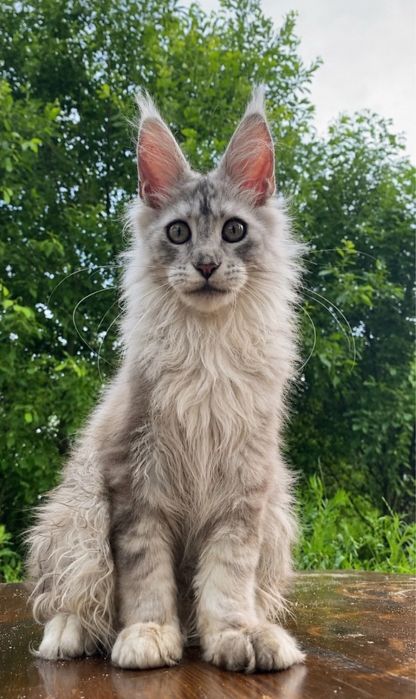 Мейн-кун котята от чемпионоа