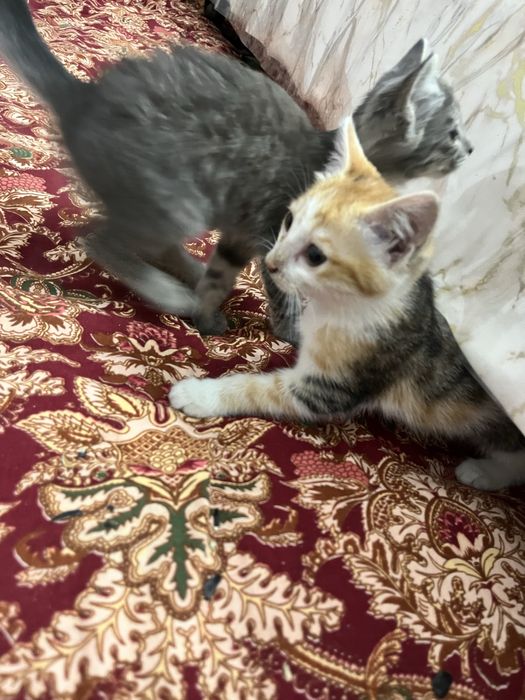 Urganch shahrida ikkita mushuk hadyaga bariladi . Ikki yarim oylik.