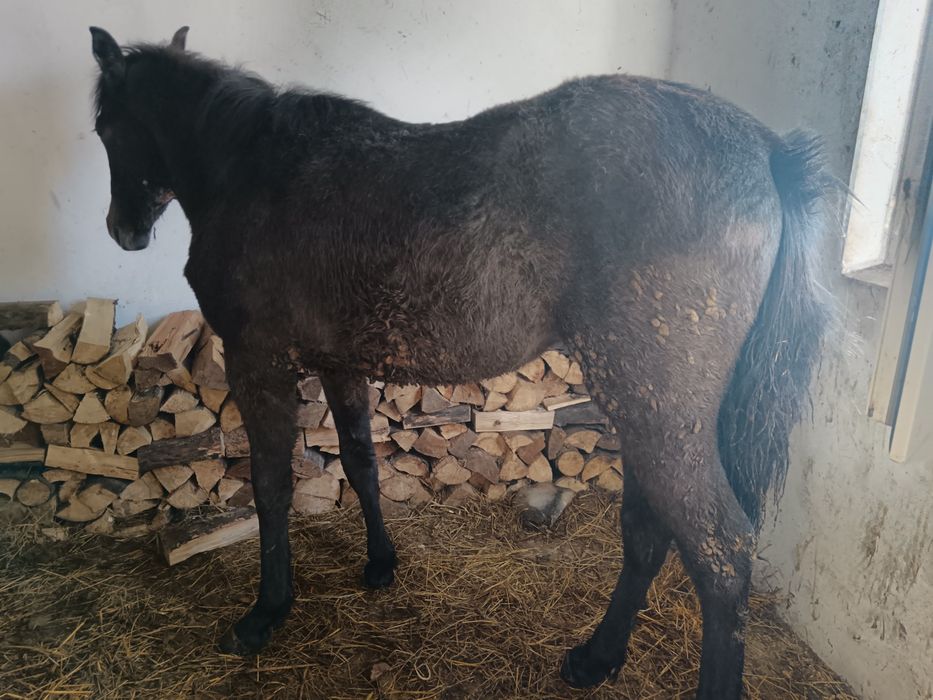 2 Mânze top sură și brează 7 luni-6 luni negociabil