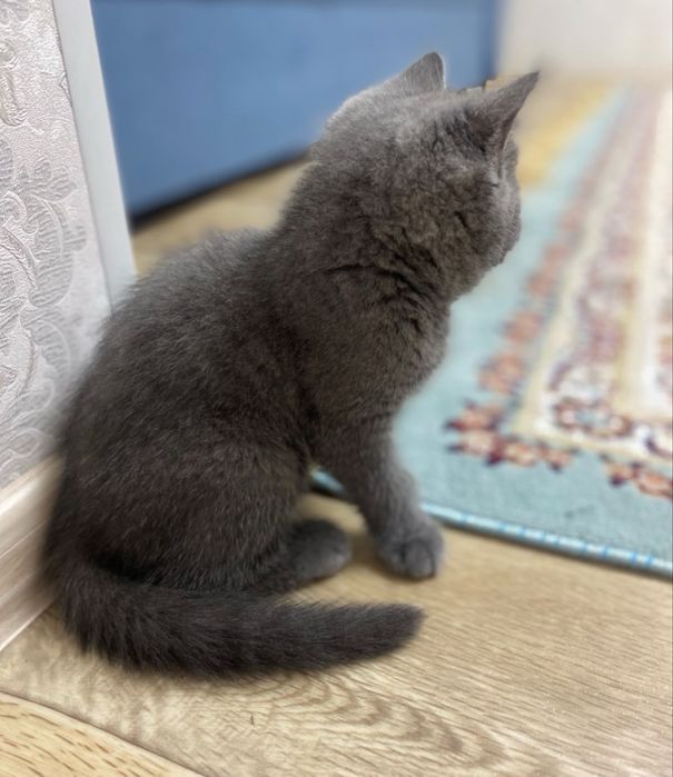 Продам котенка , 2 месяца