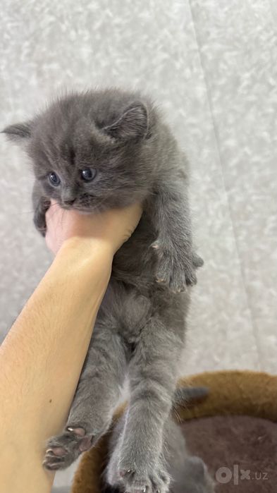 Продаётся котёнок