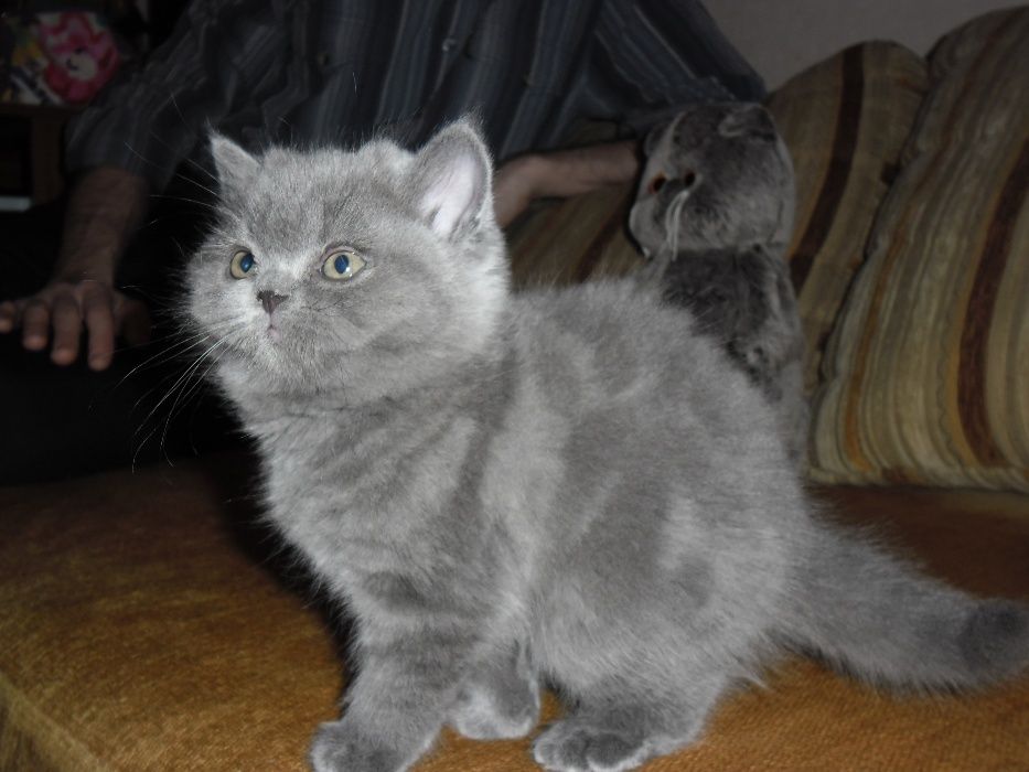 Разнообразные котята британцы.