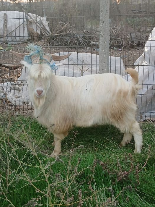 Se vinde  tap de anu trecut