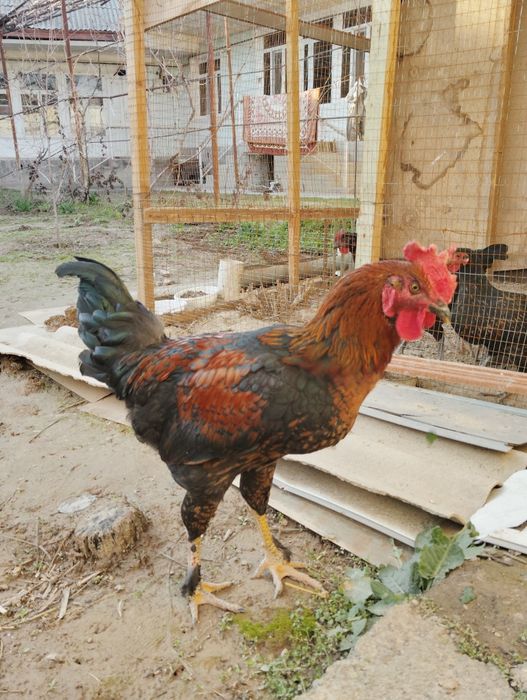 Хороз, Петух продаётся