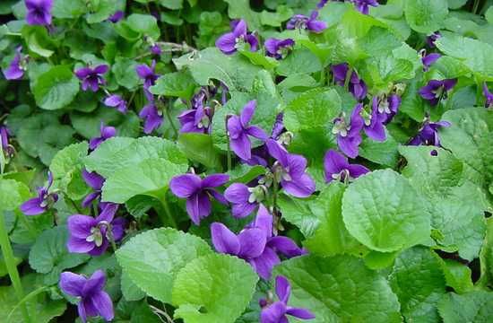 Продам садовые цветы