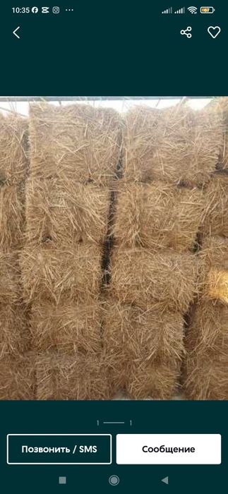 Somon, PRESS LOMBOZGA somonlar Qamich