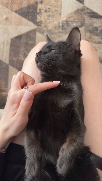 Котенок примерно месяца три