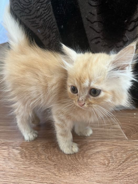 Отдам кошку с котятами в добрые руки