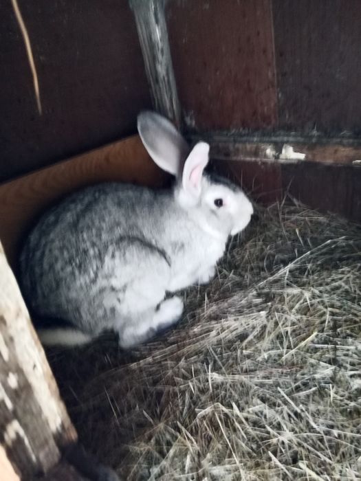 Кролики на развод