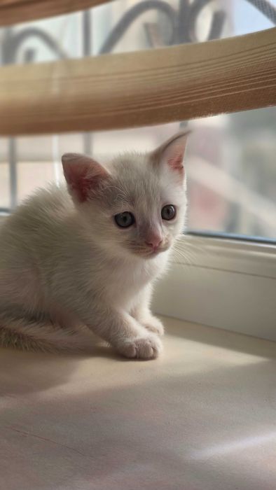 Котенок, кошка, девочка 6 недель