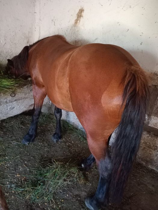 Vand manza de 2 ani