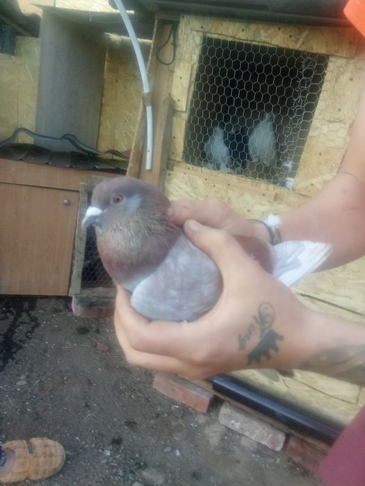 Vând pereche buna de gălățeni buni pe zbor și jocuri