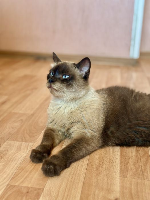 Сиамский кот ищет семью