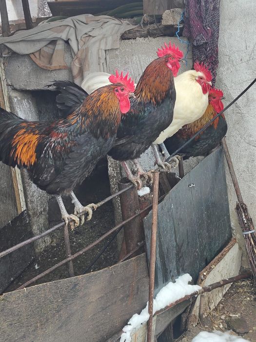 De vanzare cocos de tara