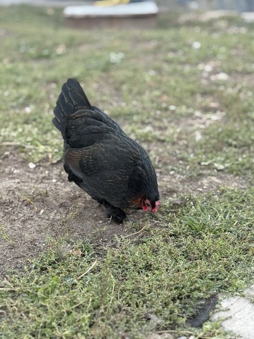 Куры карликовые, петух