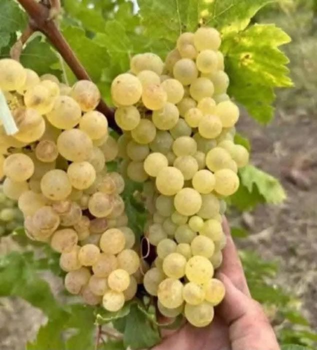 Vindem Strugurii de vin albi și negri