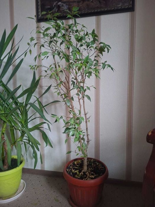 Продам фикус Бенджамина