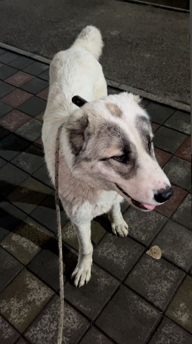 Алабай сатылады срочно