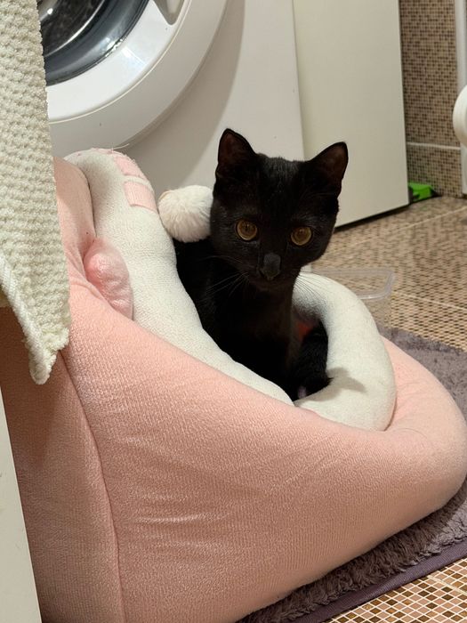 Отдам котенка в добрые руки!