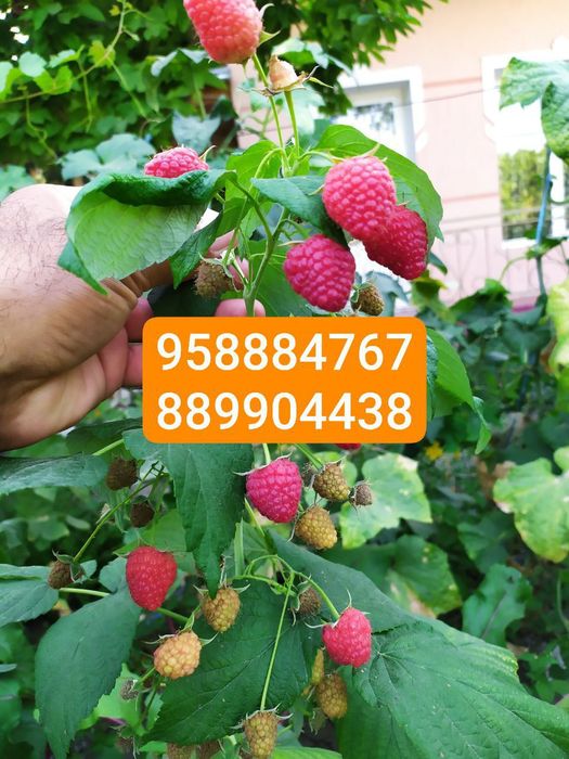 Ishonarli malina koʻchatlari sotuvda