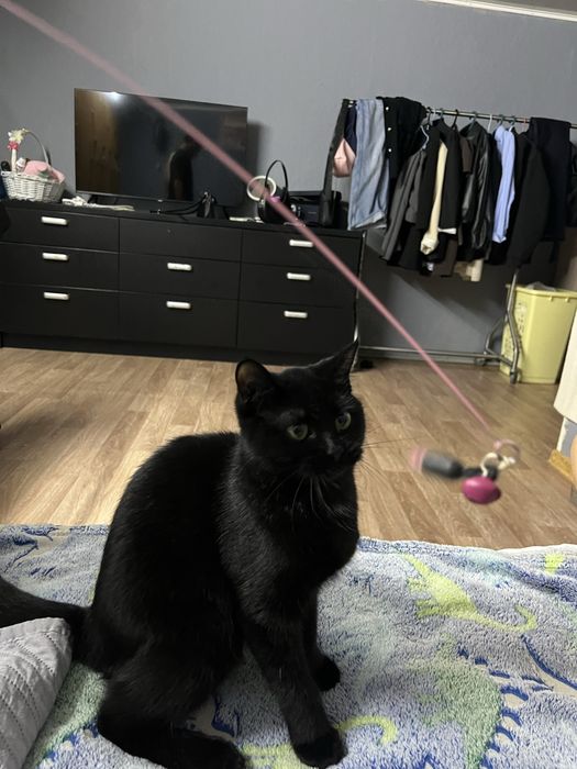 Отдам бесплатно котят