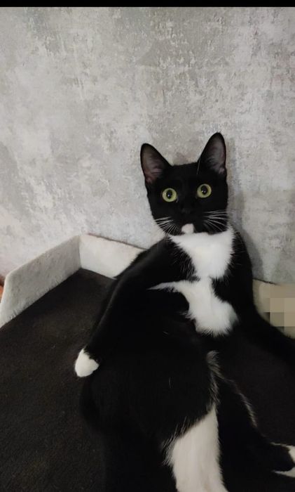 Стерилизованная кошечка в добрые ручки