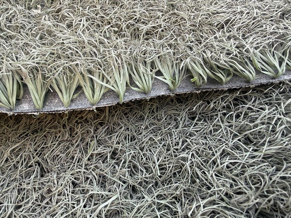 Raboʻchiy gazoʻn