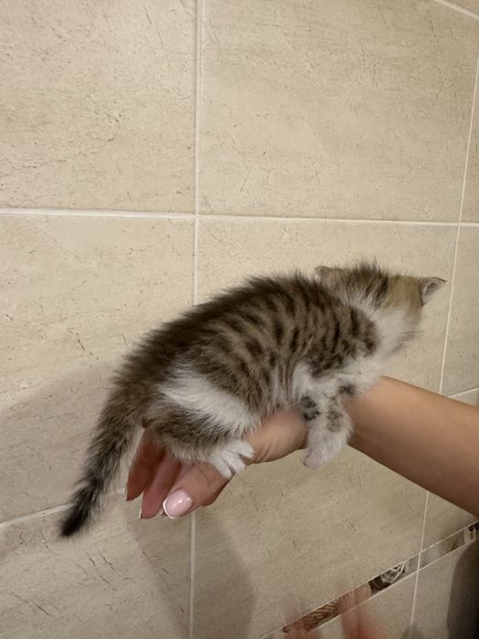 Котенок- девочка