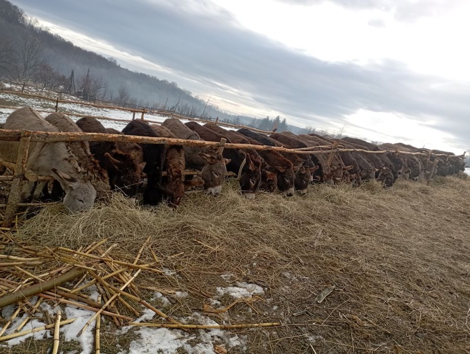 Vând lapte de magarita