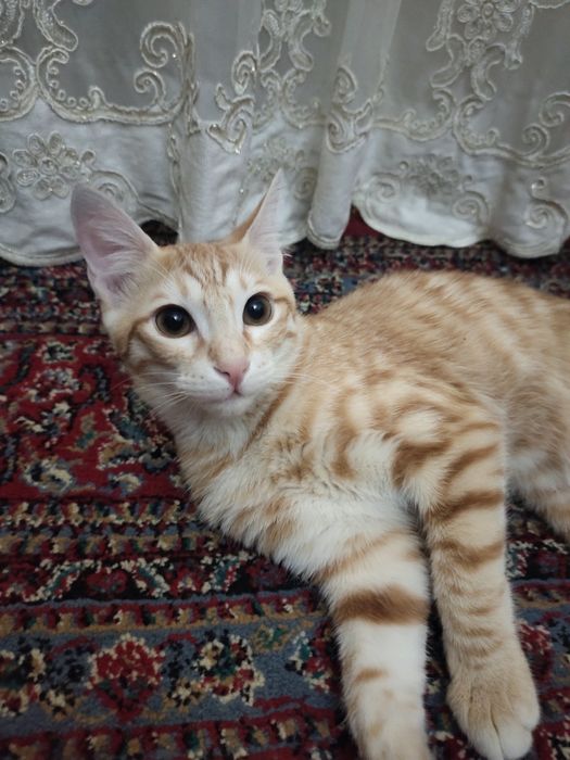 Отдам котенка в добрые руки