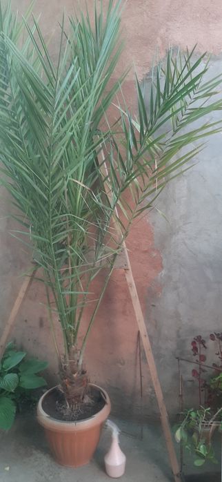 Продам финиковую пальму