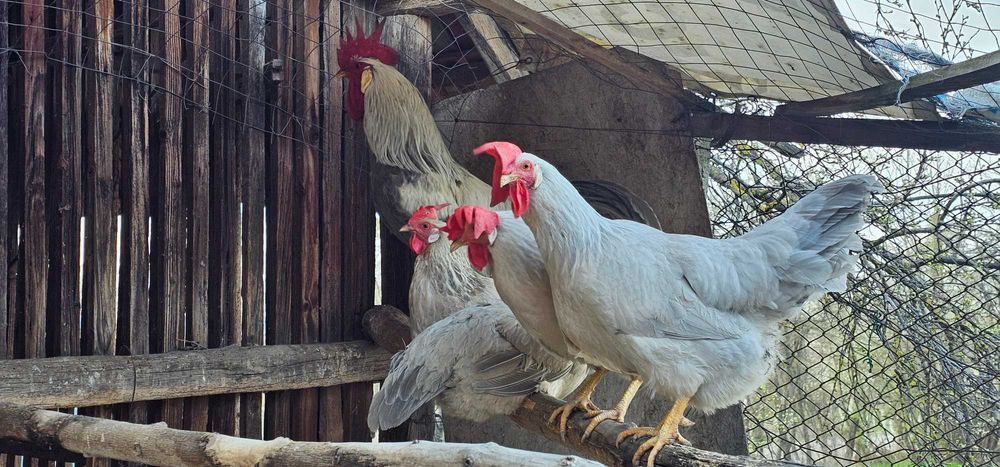 Oua Italiene Perlate Rasa Pura