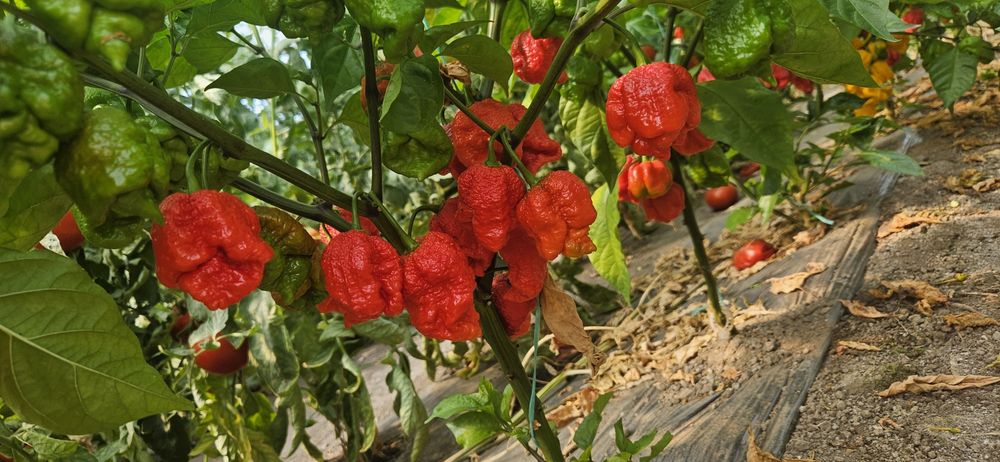 Ardei Carolina reaper proaspat