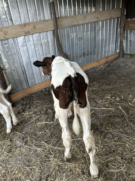 2 taurasi de vanzare