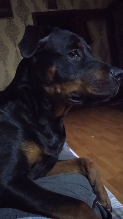 Продаются щенки ротвейлера