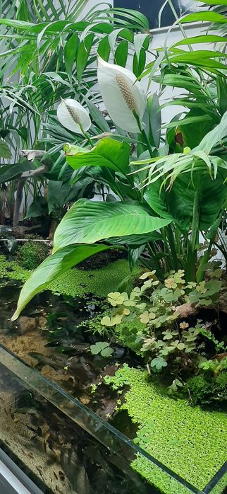 acvariu / terrariu complet echipat