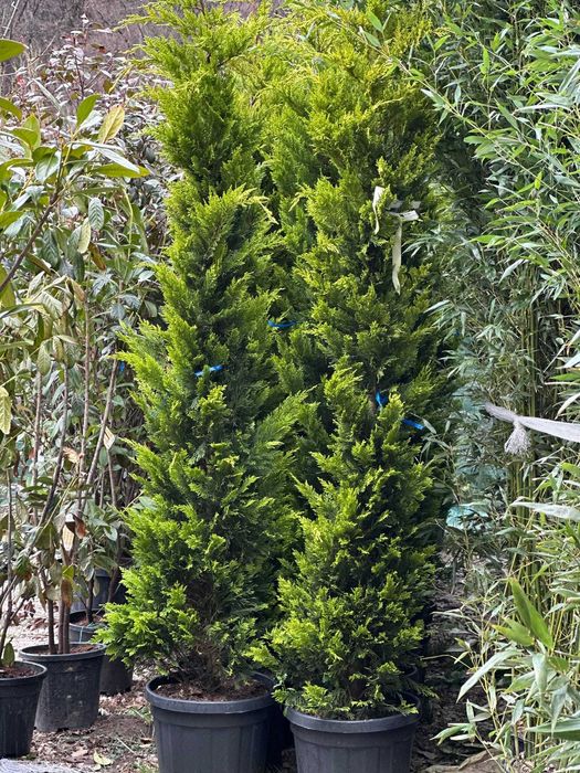 Plante ornamentale pentru spații comerciale