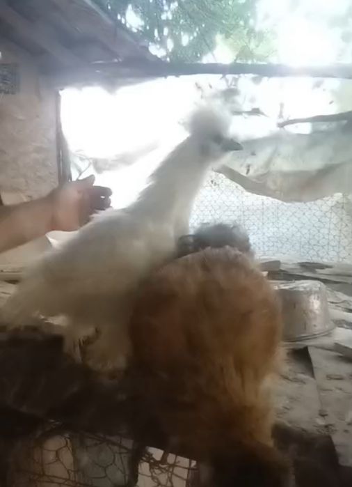 Găini și cocoși Mătase Japoneză