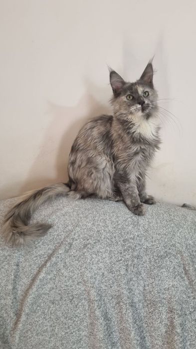 Продаются котята породы мейн кун