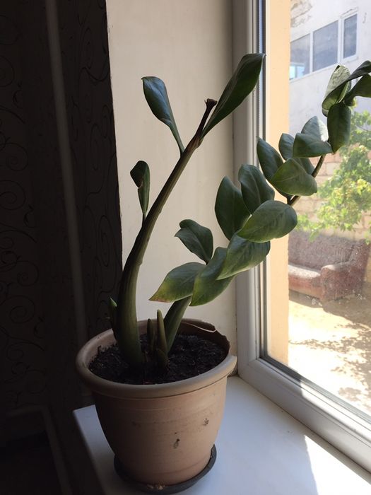 Гүлдер сатылады