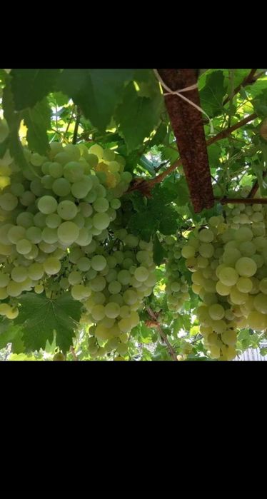 Viță de vie altoită și hibrid