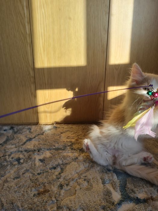 Котёнок в добрые и ответсвенные руки