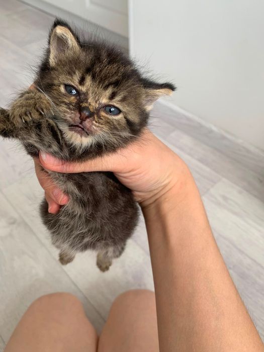 Отдам котят в хорошие руки