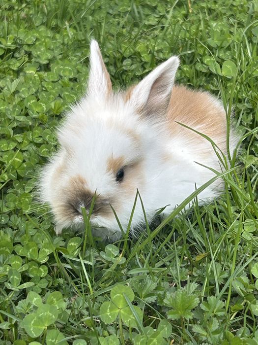 Iepurasi cap de leu pitic