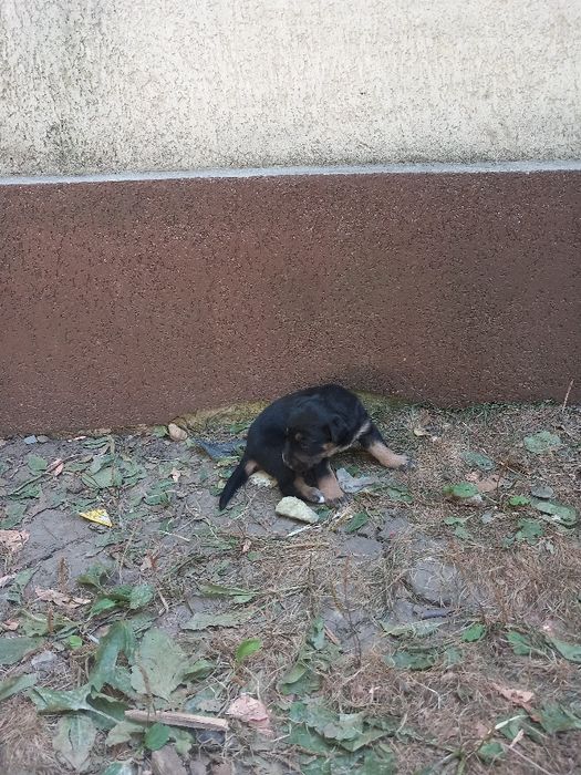 Donez 3 cățeluși