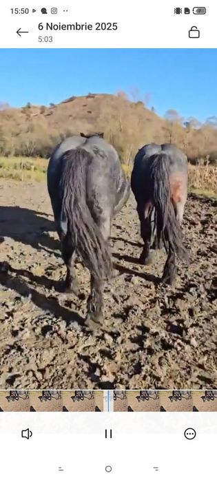 Vând doi mânji frați