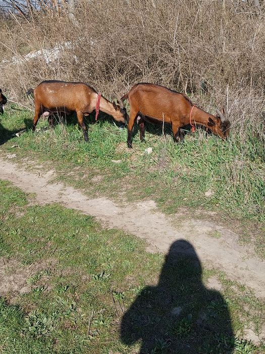 Vand doua capre alpina franceze