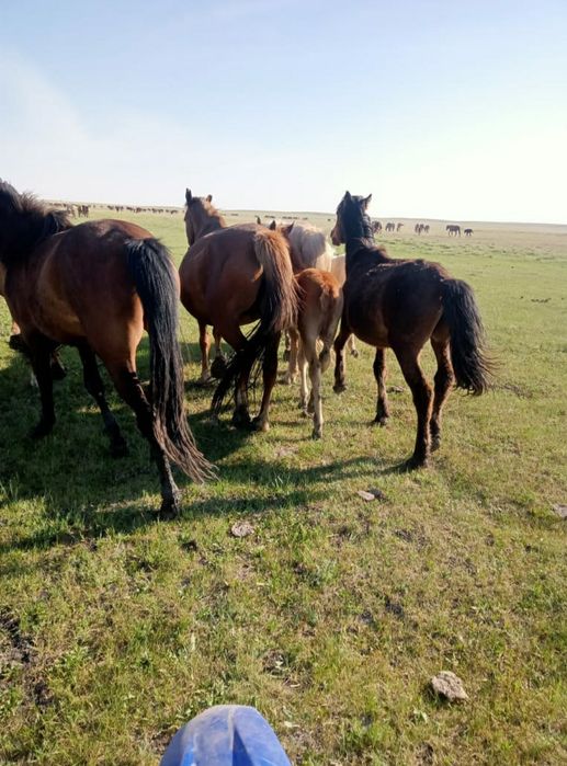 Жылкы сатылады..
