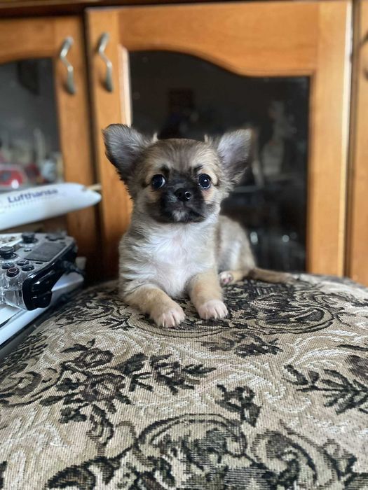 Чистокръвни Чихуахуа