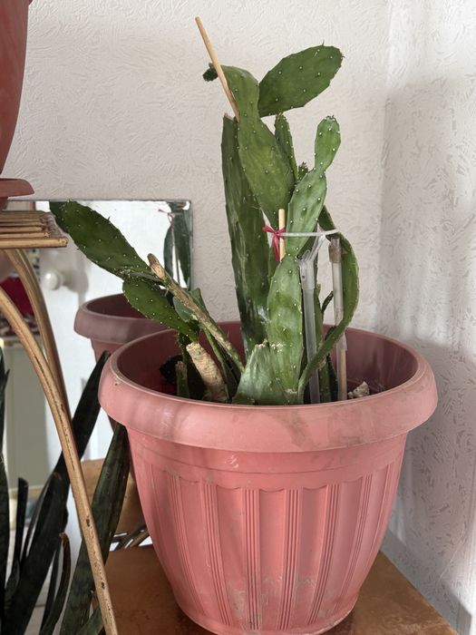 Домашние цветы в горшке